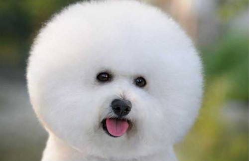 比熊犬舍