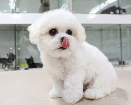 比熊犬舍